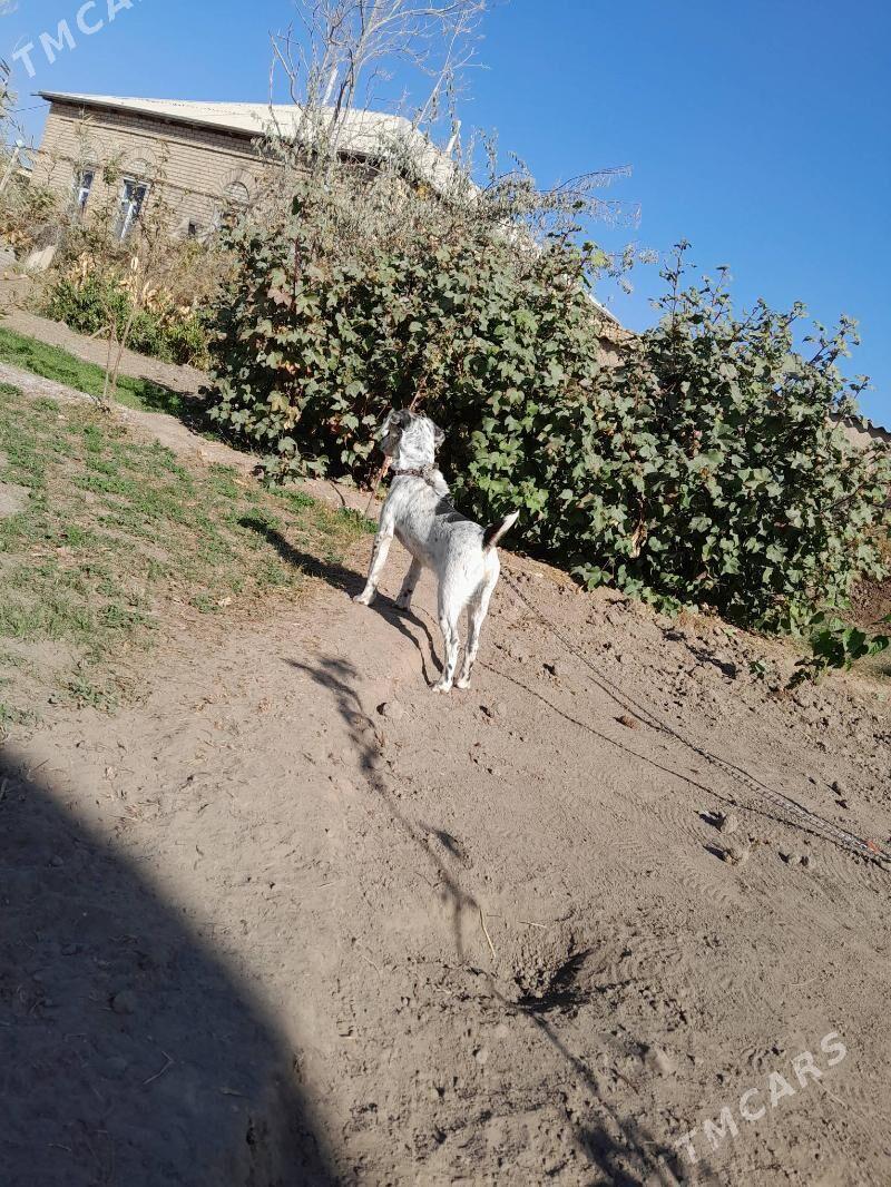 Güjik - Мургап - img 3