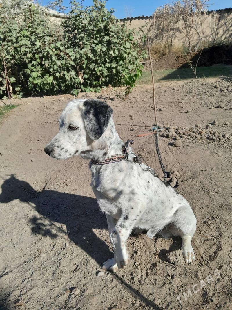 Güjik - Мургап - img 2