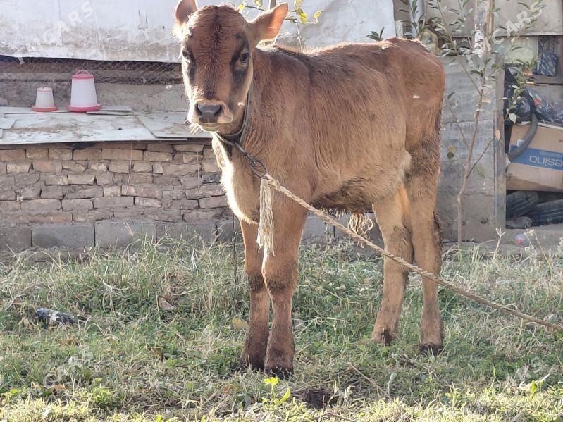 okuz - Багир - img 3