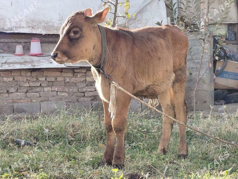 okuz - Багир - img 2