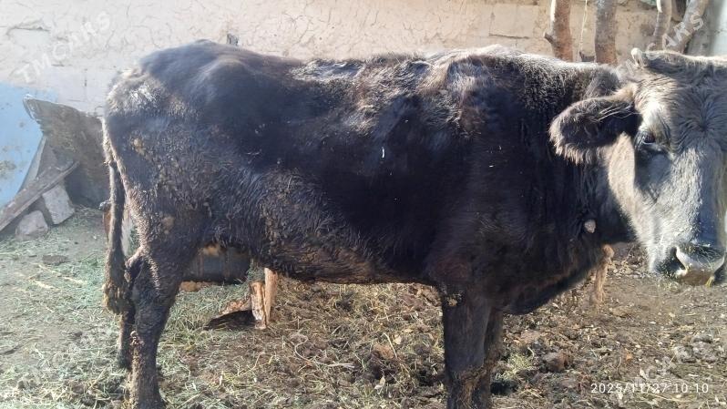 sygyr - Бахарден - img 3