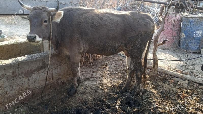 sygyr - Бахарден - img 1