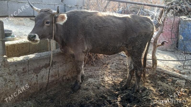 sygyr - Бахарден - img 4