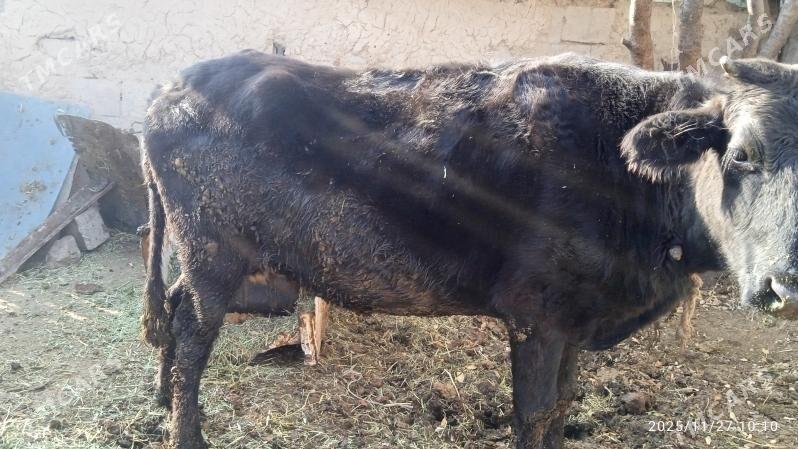 sygyr - Бахарден - img 2