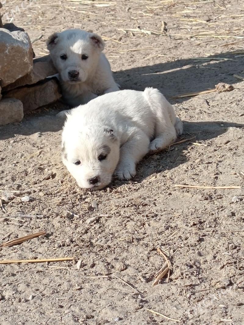 Alabaý - Багир - img 3