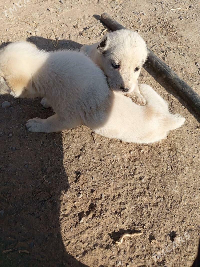 Alabaý - Багир - img 4