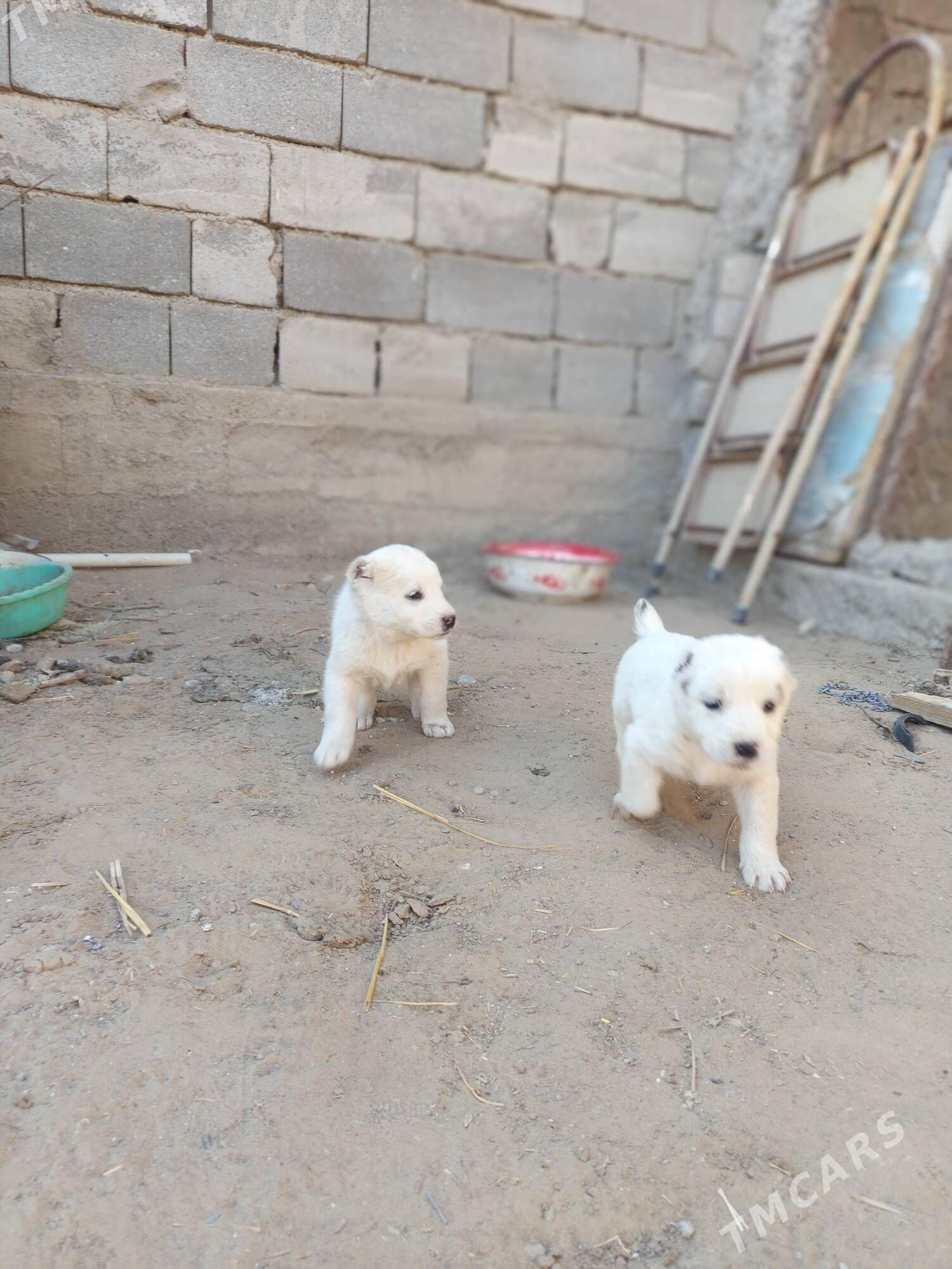 Alabaý - Багир - img 2