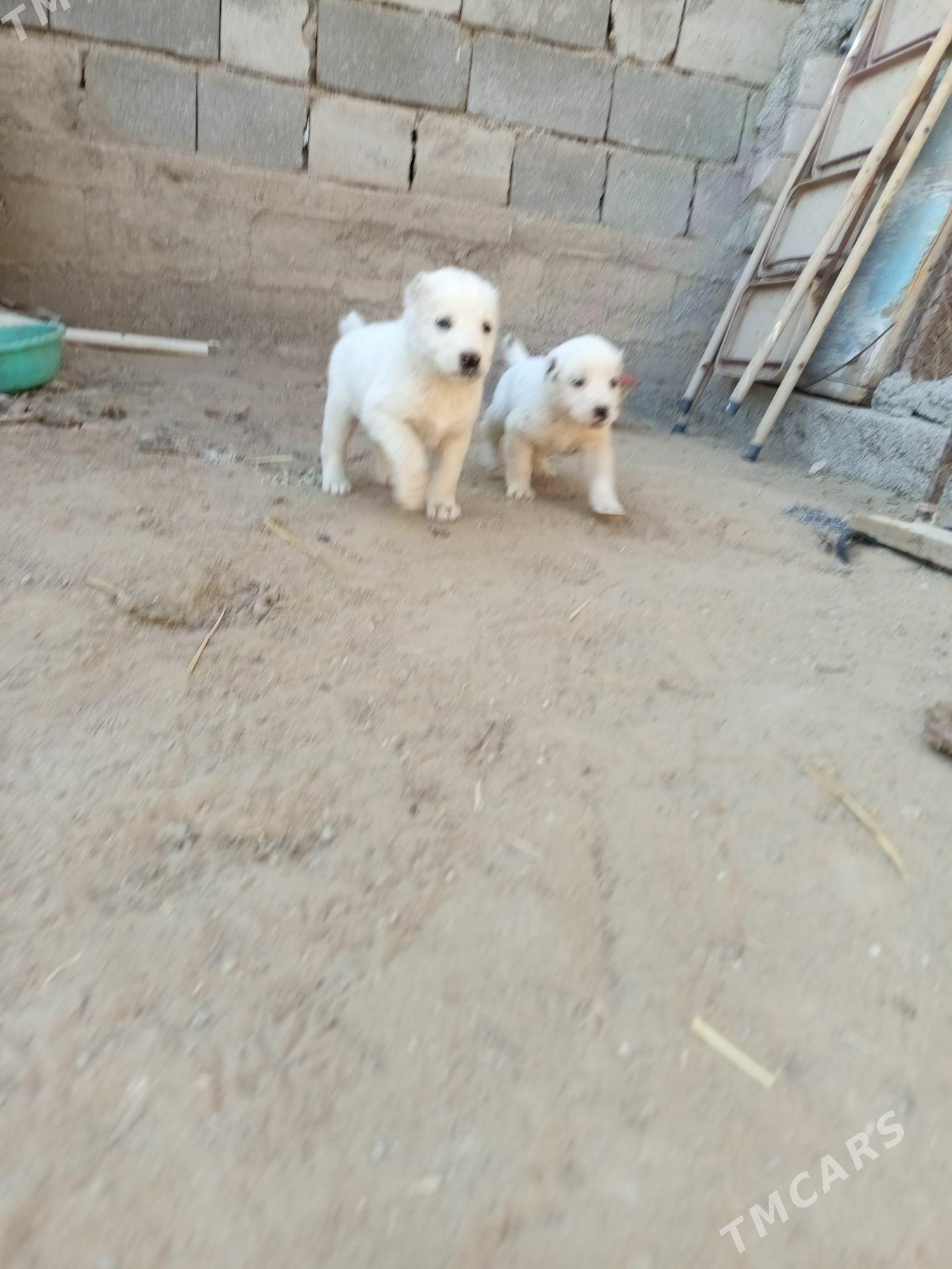 Alabaý - Багир - img 6