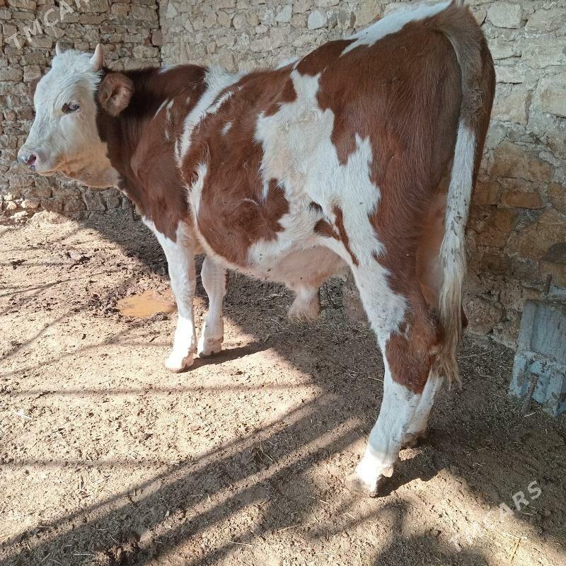 simental okuz - Gyzylarbat - img 1