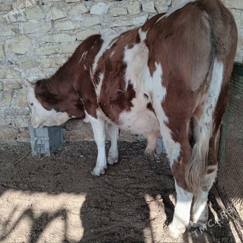 simental okuz - Gyzylarbat - img 3