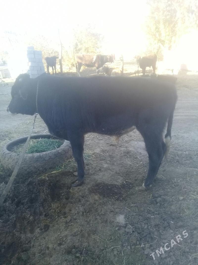 okuz - Бабадайхан - img 2