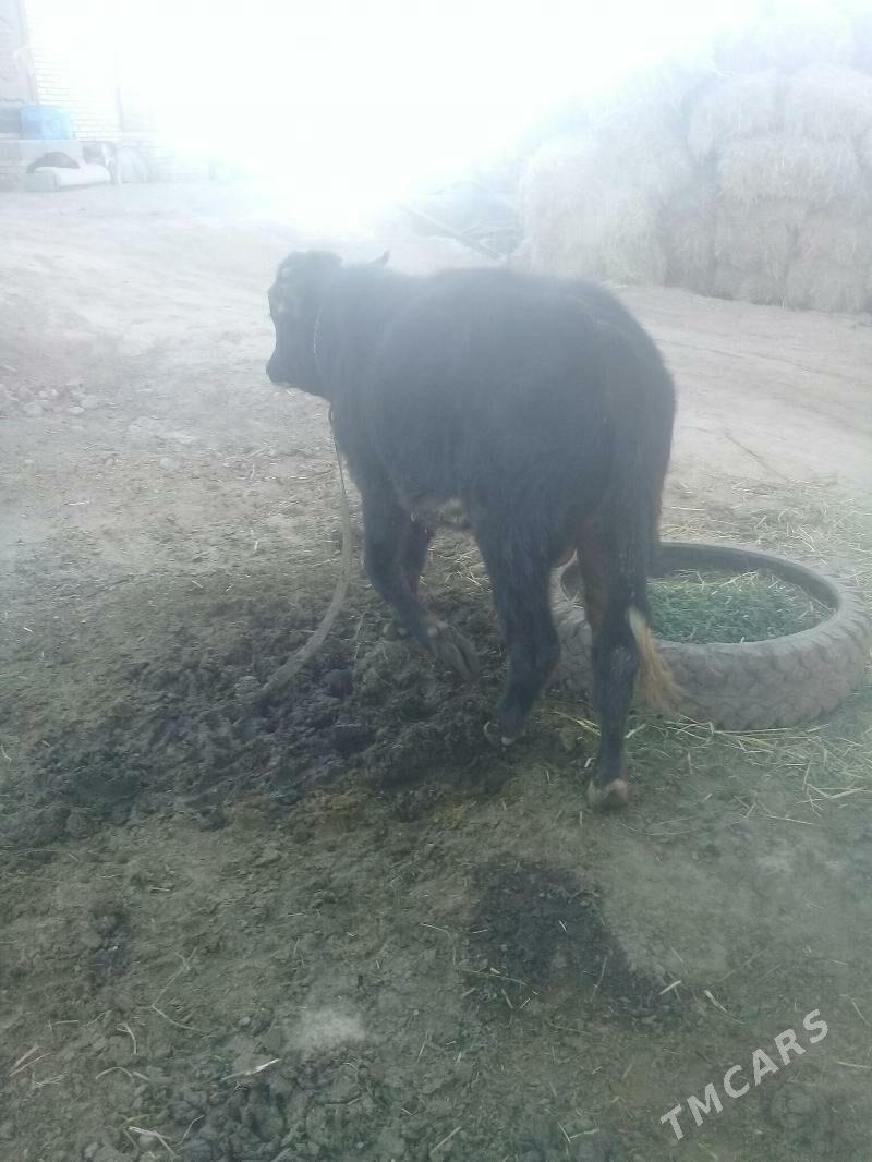 okuz - Бабадайхан - img 3