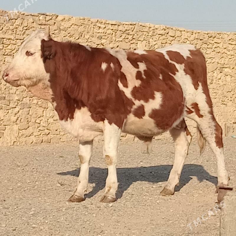 simental okuz - Gyzylarbat - img 4