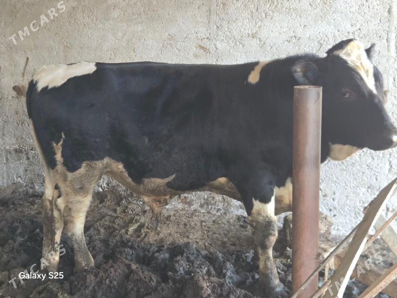 Okuz - Aşgabat - img 5