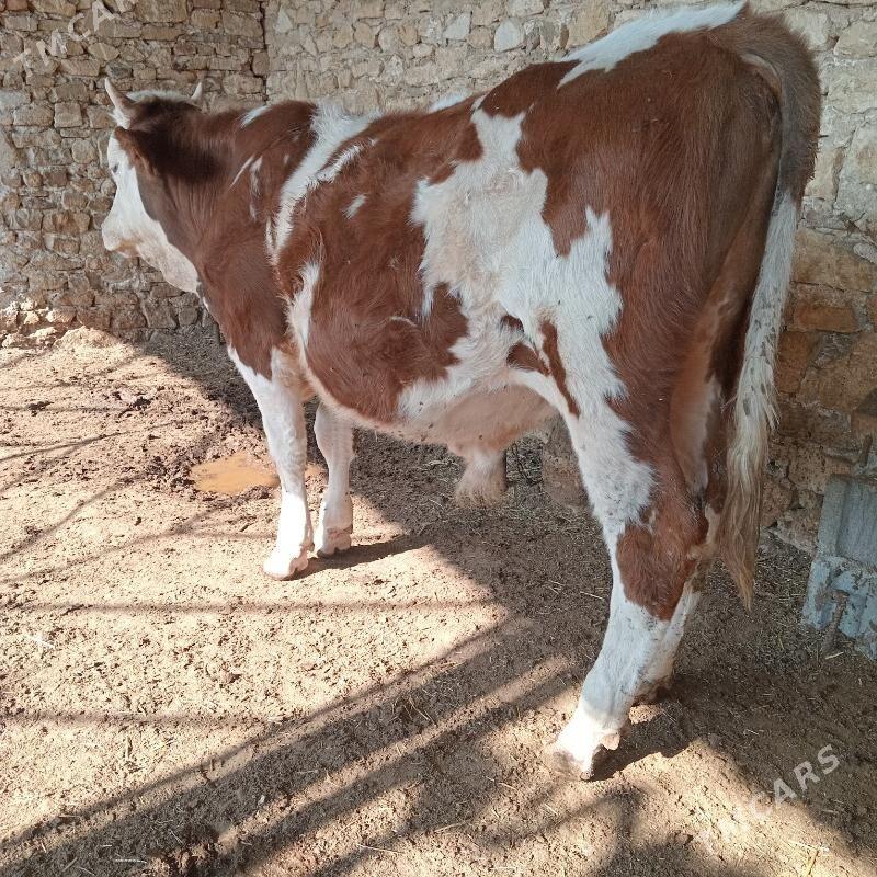 simental okuz - Gyzylarbat - img 2