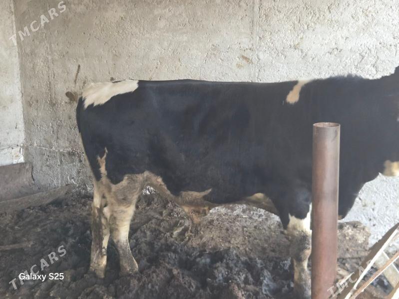 Okuz - Aşgabat - img 2