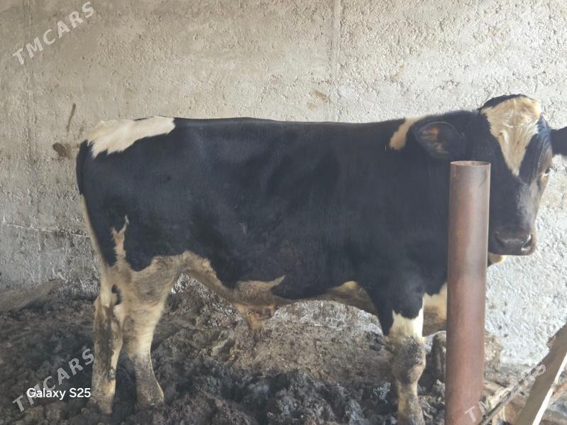 Okuz - Aşgabat - img 3