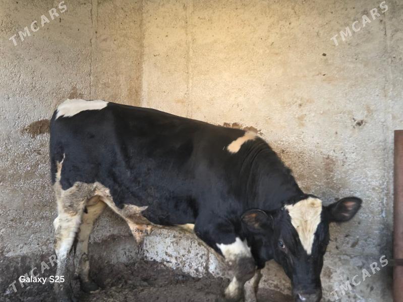 Okuz - Aşgabat - img 4