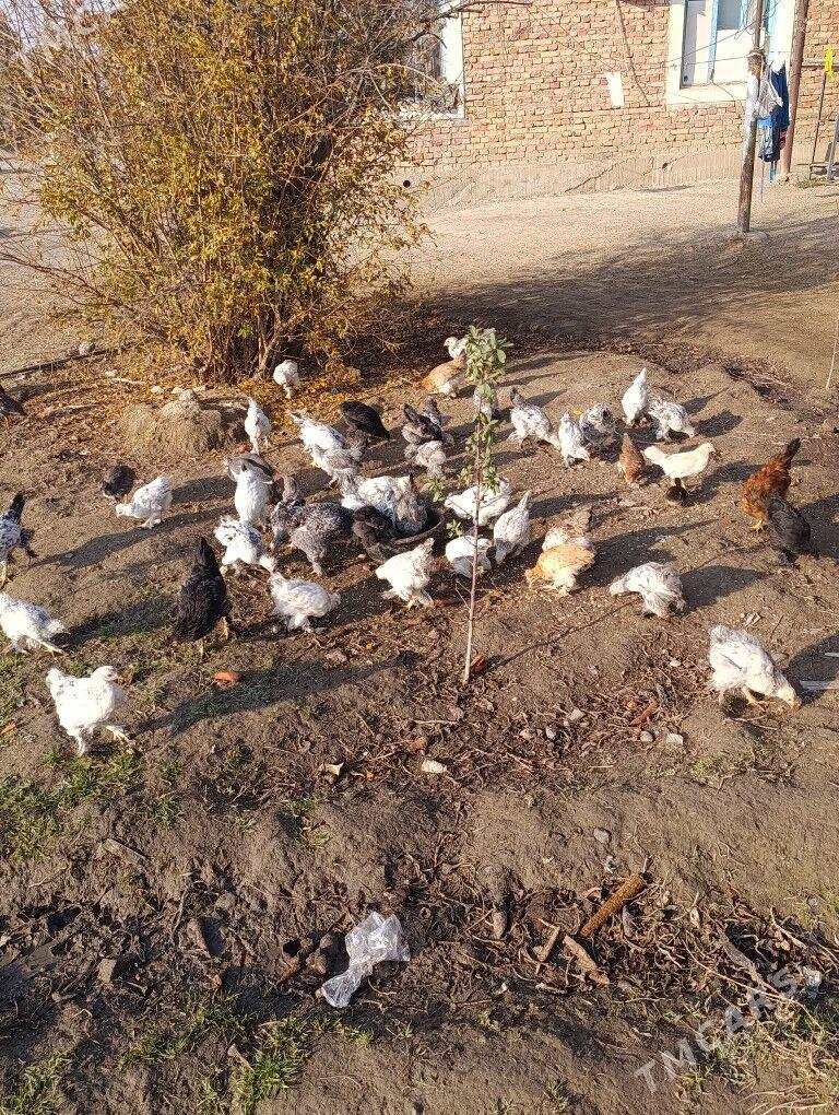 brama jüjö 2 aýlyk bolup.geçdi - Gökdepe - img 6