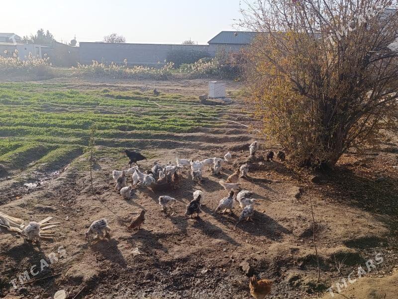 brama jüjö 2 aýlyk bolup.geçdi - Gökdepe - img 5