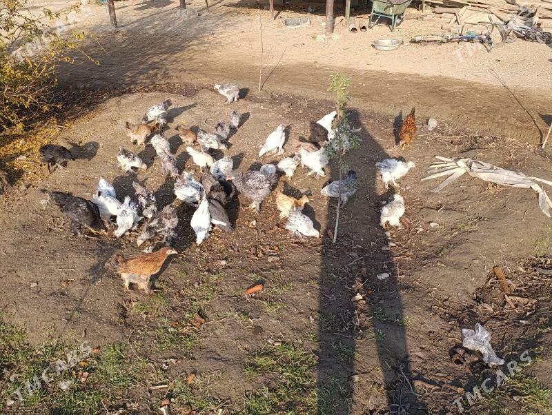 brama jüjö 2 aýlyk bolup.geçdi - Gökdepe - img 2