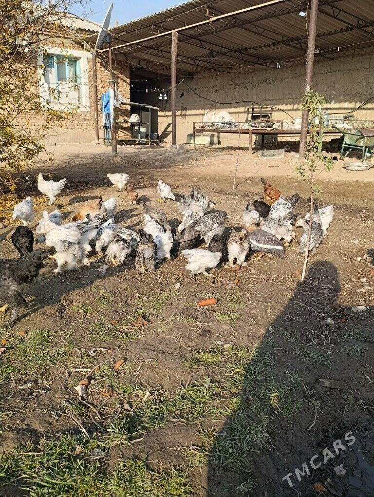 brama jüjö 2 aýlyk bolup.geçdi - Gökdepe - img 4