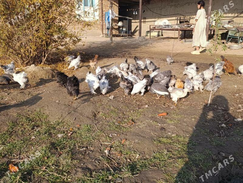 brama jüjö 2 aýlyk bolup.geçdi - Gökdepe - img 3