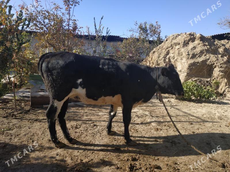 Tüwe - Änew - img 2