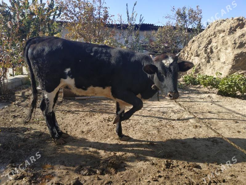 Tüwe - Änew - img 3