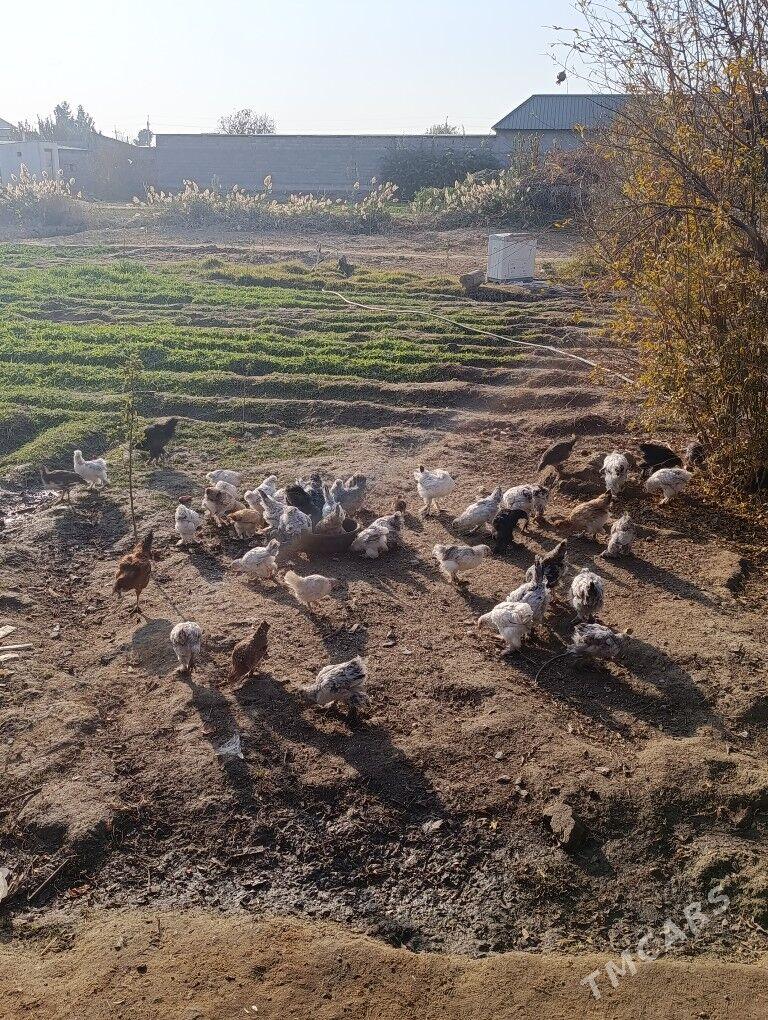 brama jüjö 2 aýlyk bolup.geçdi - Gökdepe - img 7