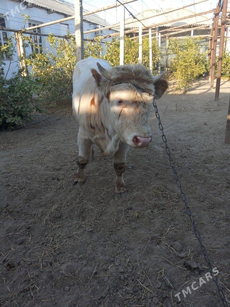 smintal òkúz - Кипджак - img 9