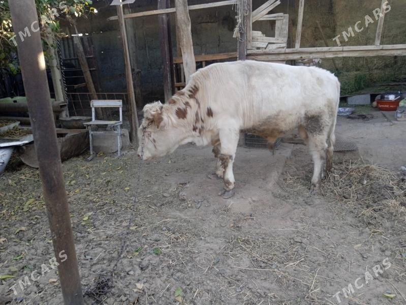 smintal òkúz - Кипджак - img 4