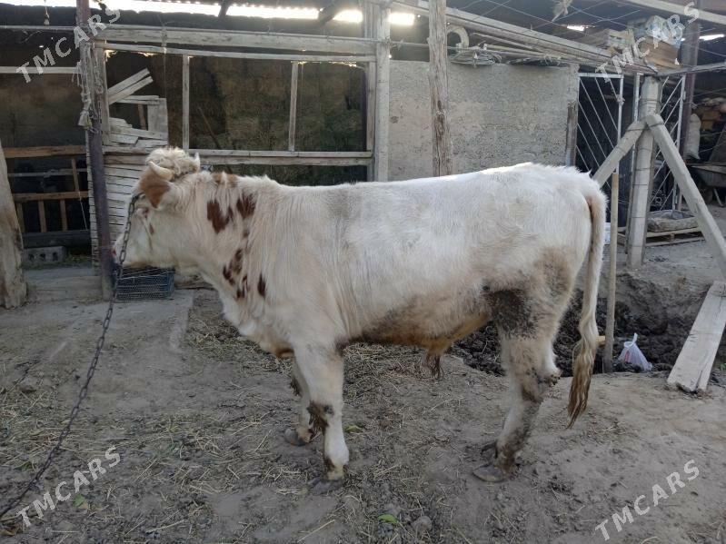 smintal òkúz - Кипджак - img 7