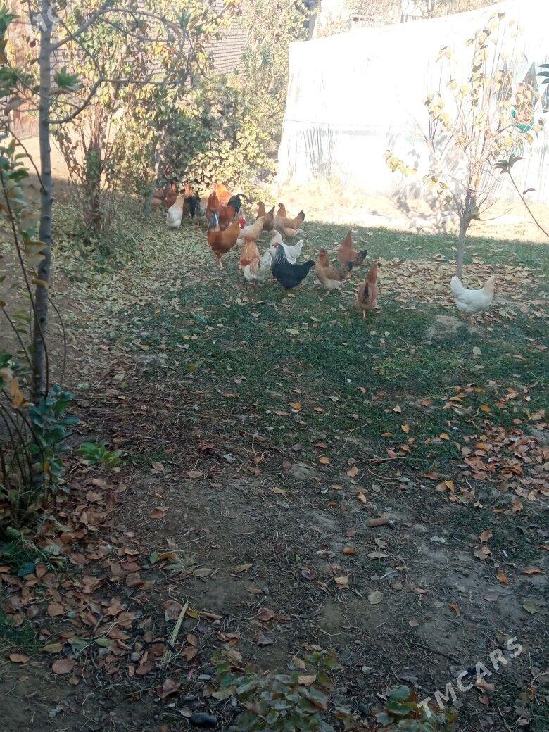 Towuklar - Мары - img 3