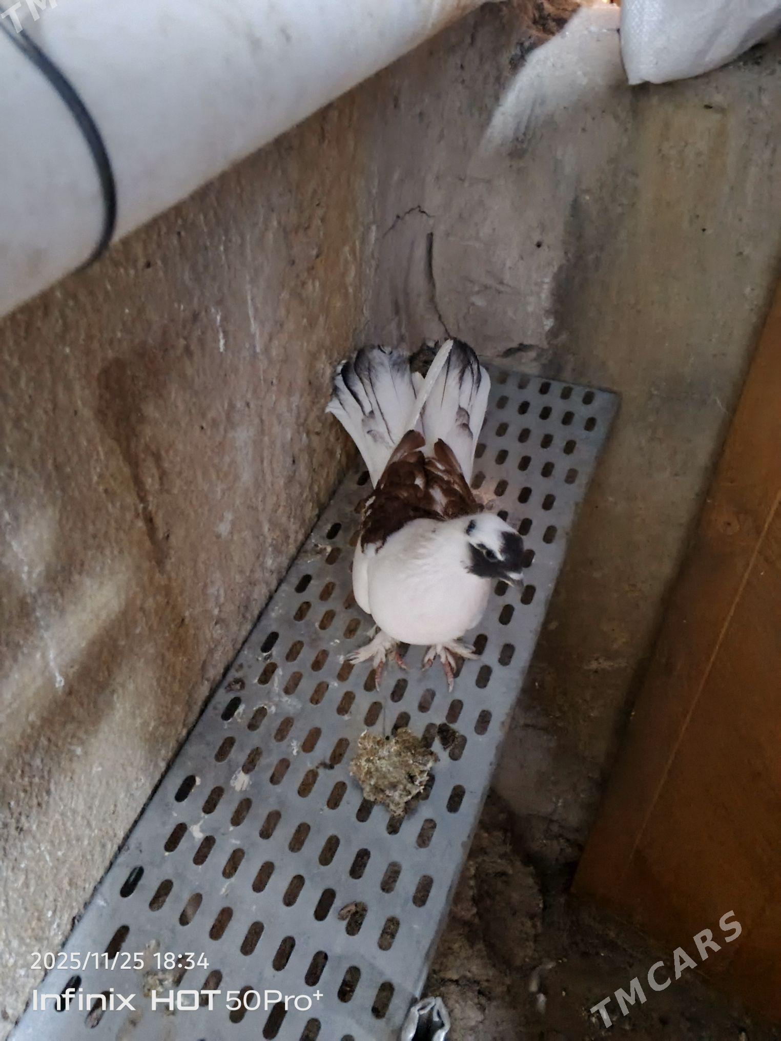 kepderi кепдери голуб - Ашхабад - img 2