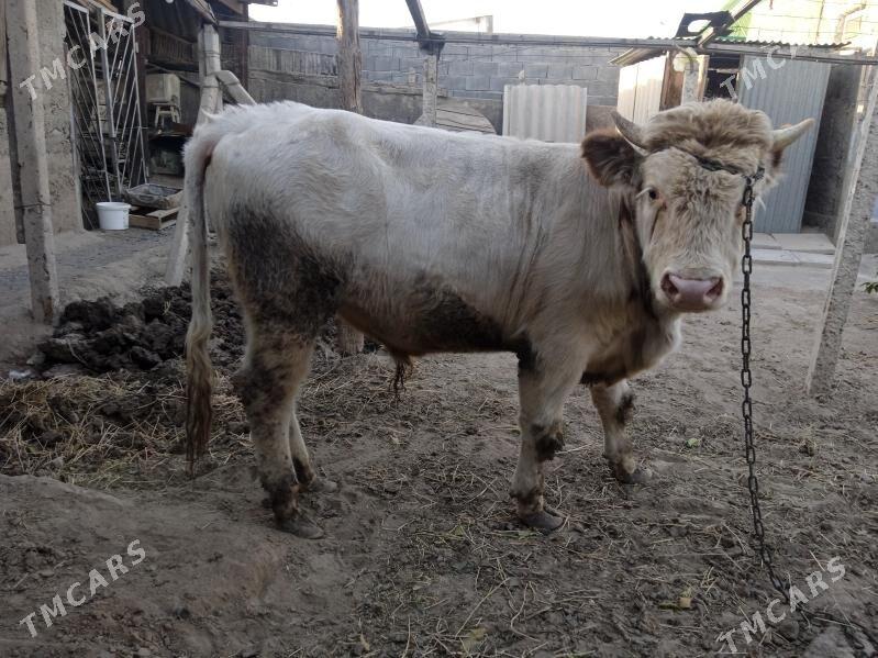 smintal òkúz - Кипджак - img 6