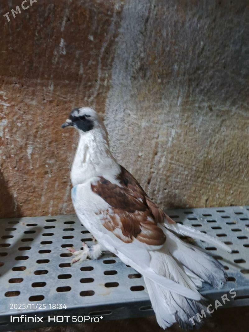 kepderi кепдери голуб - Ашхабад - img 3