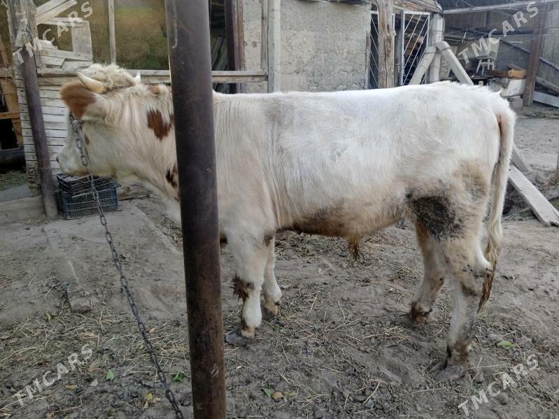 smintal òkúz - Кипджак - img 8