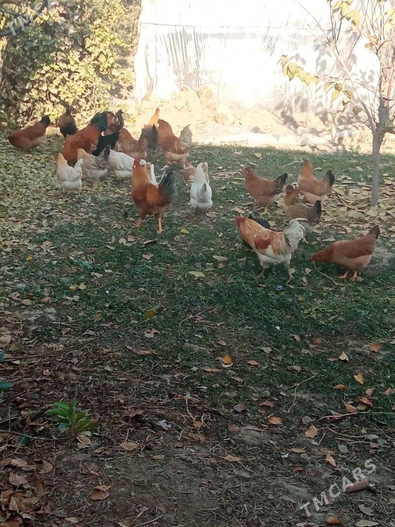 Towuklar - Мары - img 2