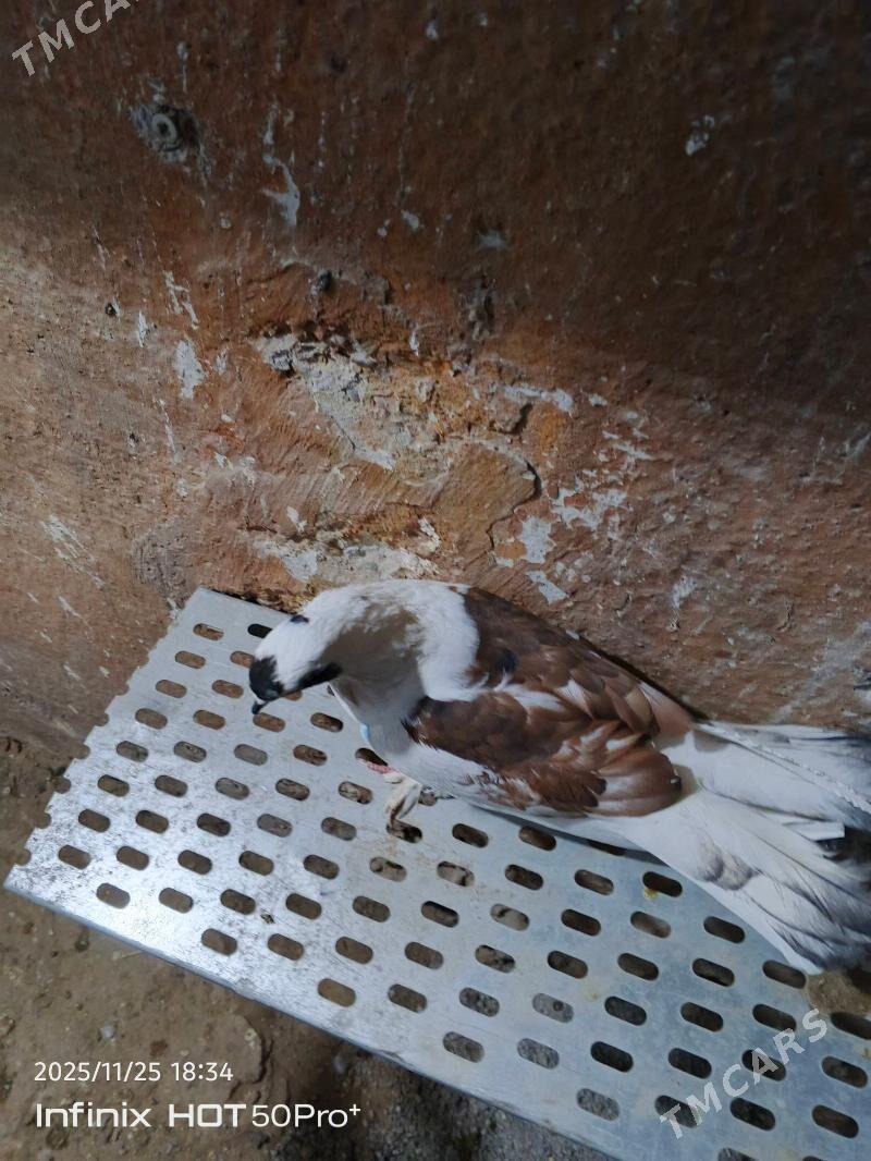 kepderi кепдери голуб - Ашхабад - img 1