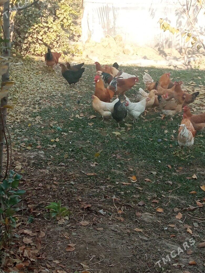 Towuklar - Мары - img 4