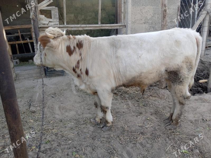 smintal òkúz - Кипджак - img 3