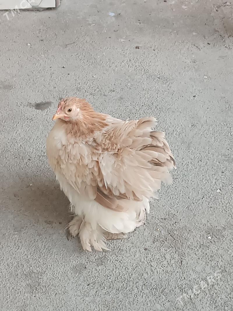 Karlik.Kohin. - Mary - img 4