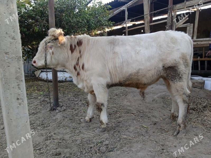 smintal òkúz - Кипджак - img 5