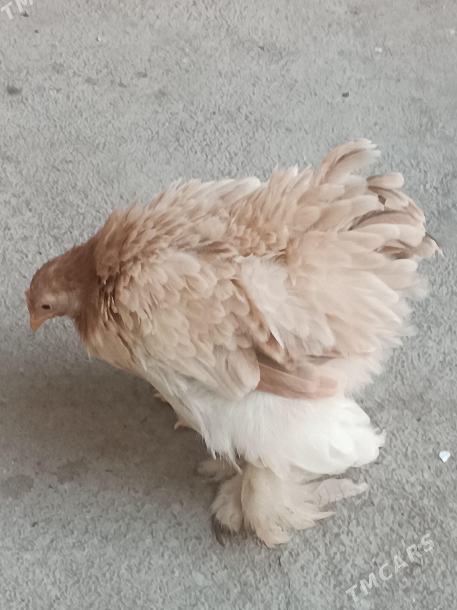 Karlik.Kohin. - Mary - img 2