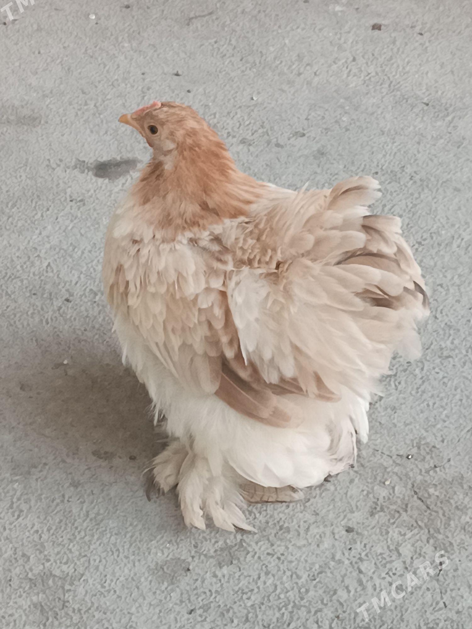 Karlik.Kohin. - Mary - img 1