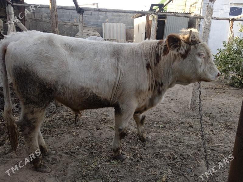 smintal òkúz - Кипджак - img 10