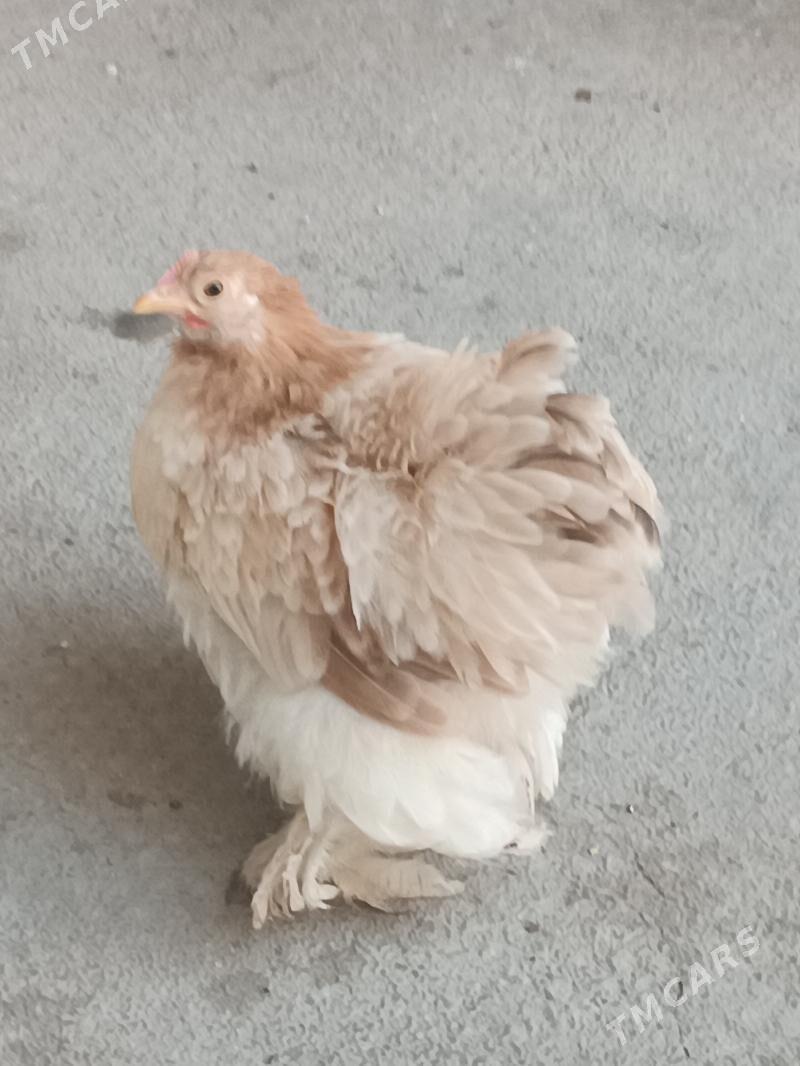 Karlik.Kohin. - Mary - img 3