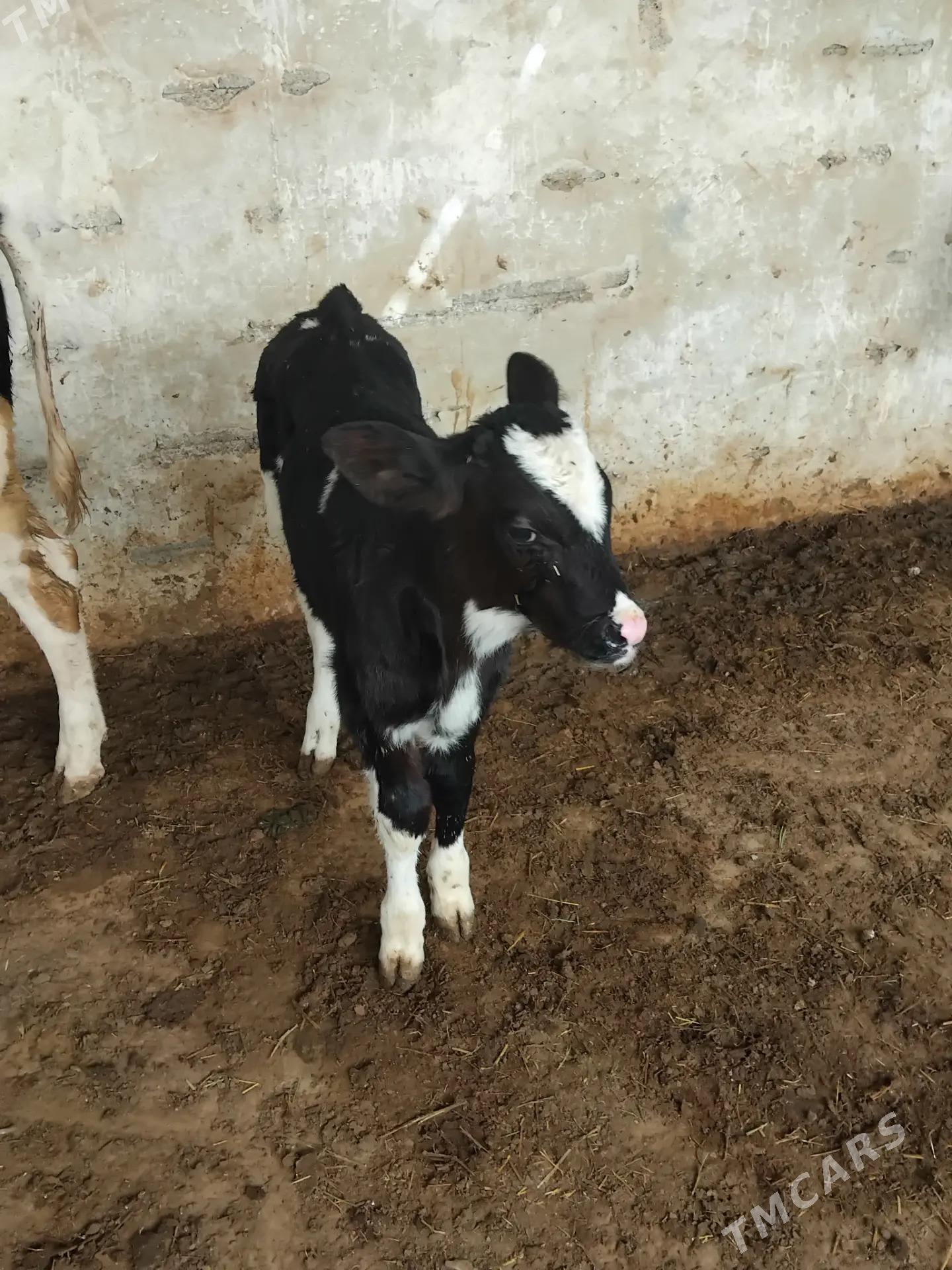 golejikler - Änew - img 2