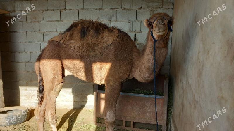 owsuk - Aşgabat - img 2